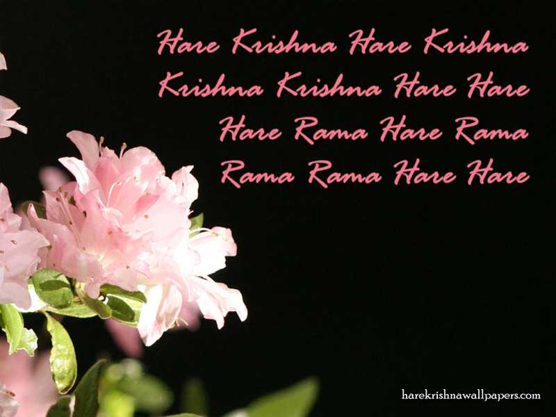 Hare Krishna Mahamantra in Different  Hare krishna, Krishna, Krishna  wallpaper