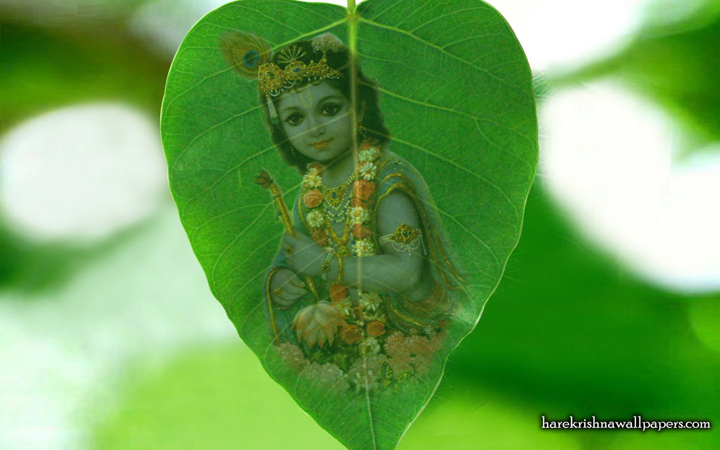 Krishna Wallpaper (038) Size 1440x900 Download