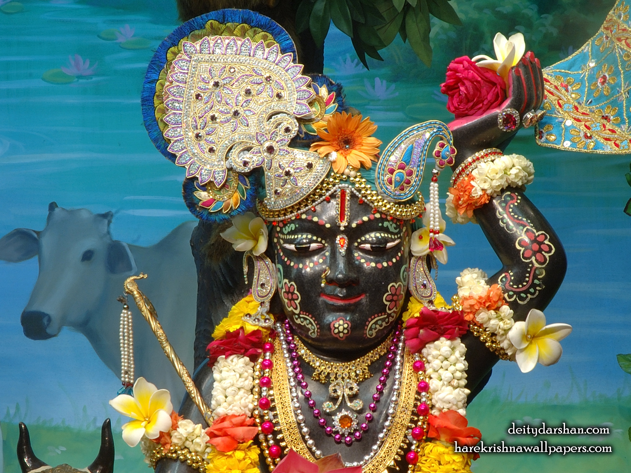 Sri Gopal Close up Wallpaper (025) Size 2400x1800 Download